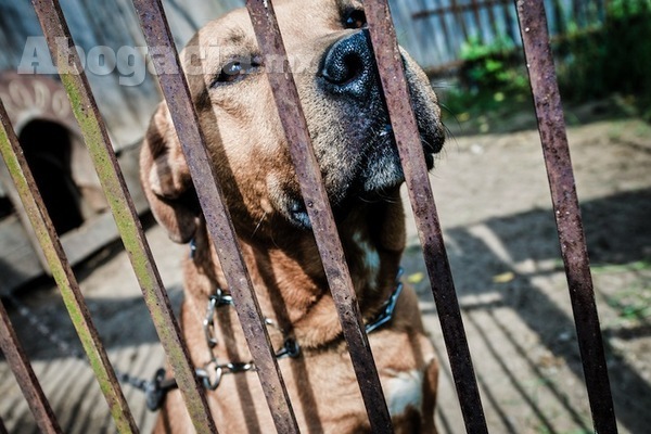 Leyes vigentes en México con respecto a los animales domésticos