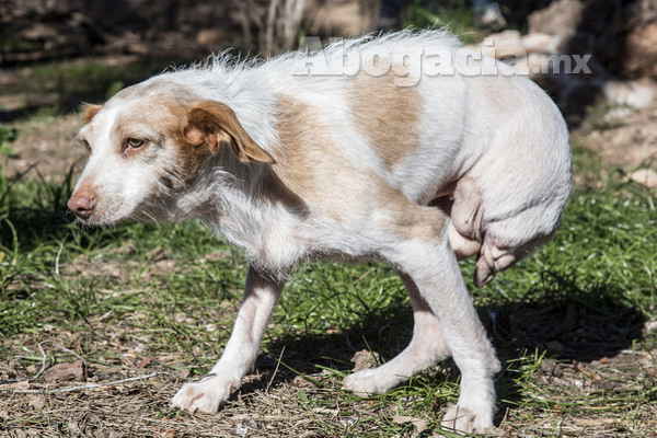 Una de las realidades a las que los perros tienen que enfrentar son los de calle, los que tienen que sobrevivir día a día en ella, pues a quienes se apiadan de ellos y les arroja comida y les dan agua.