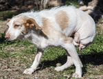 ¿Cómo se castiga el maltrato animal?